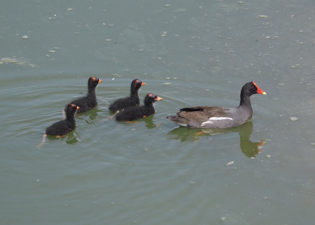 Common Gallinule - John G. Phillips