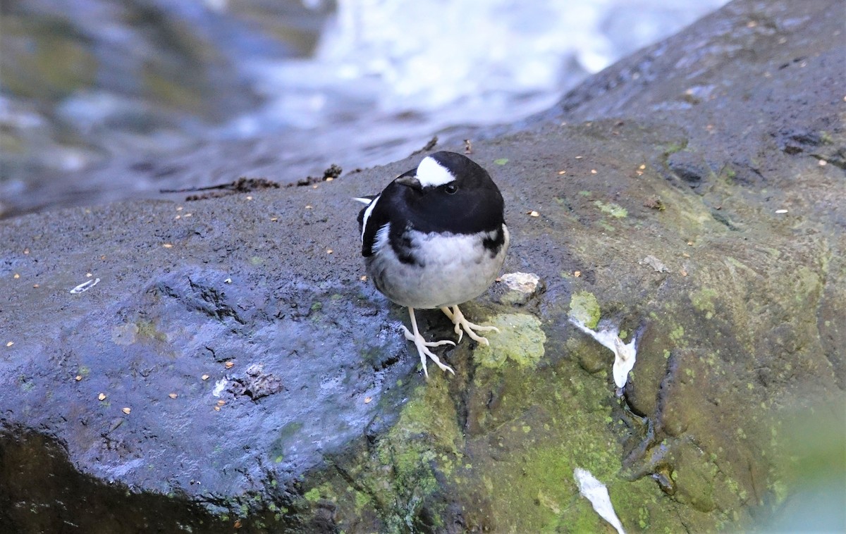 Little Forktail - Edurne Ugarte