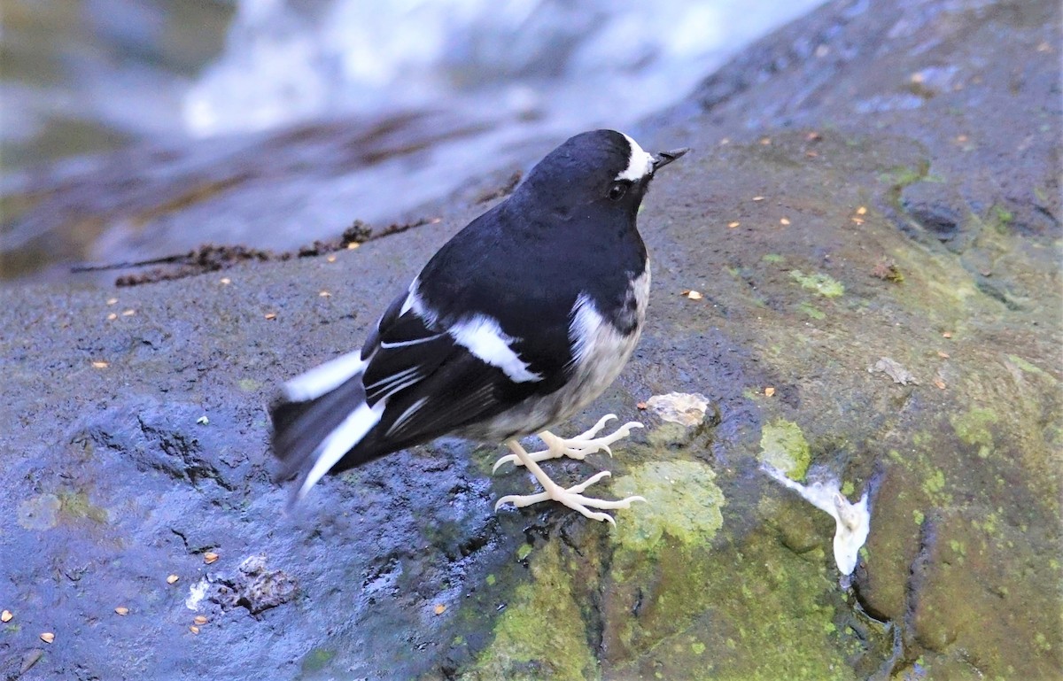 Little Forktail - ML396638461