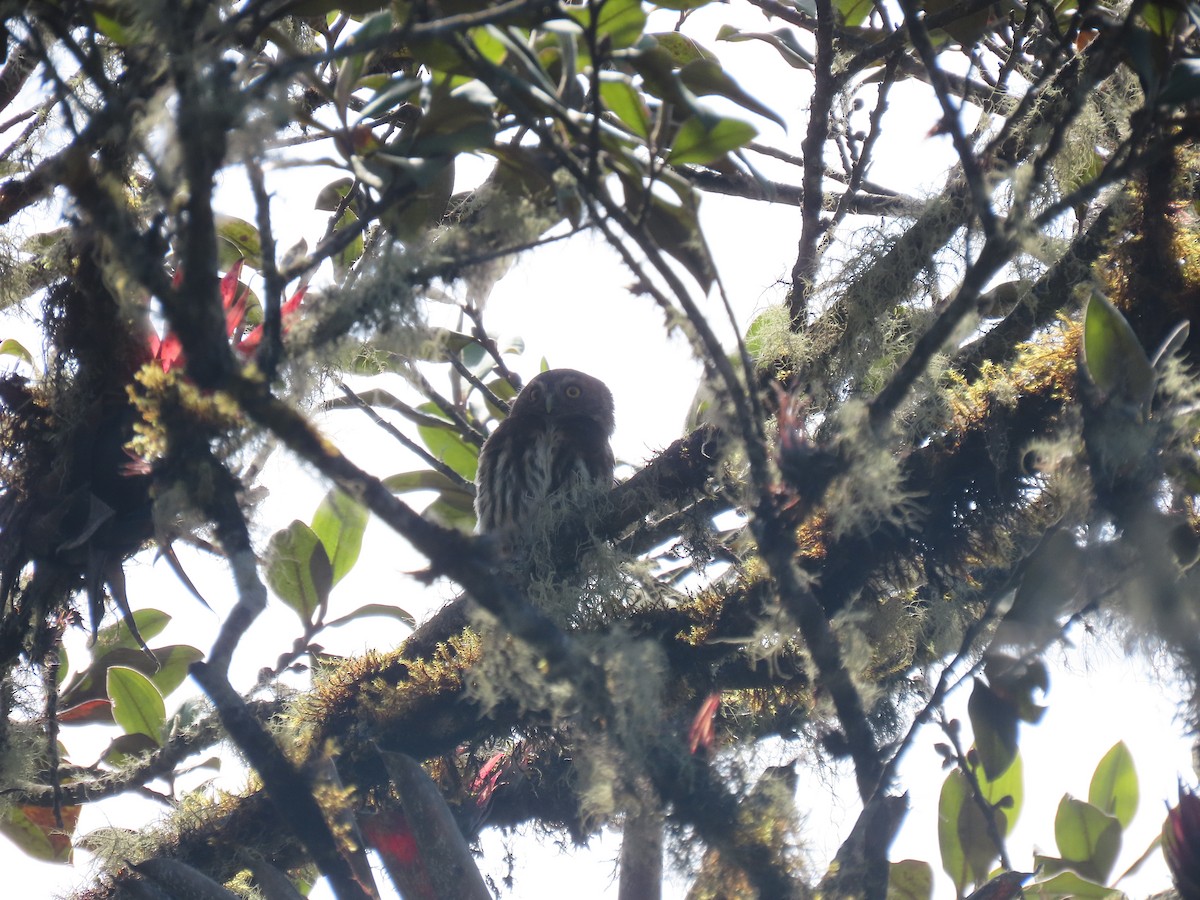 Andean Pygmy-Owl - ML396640151