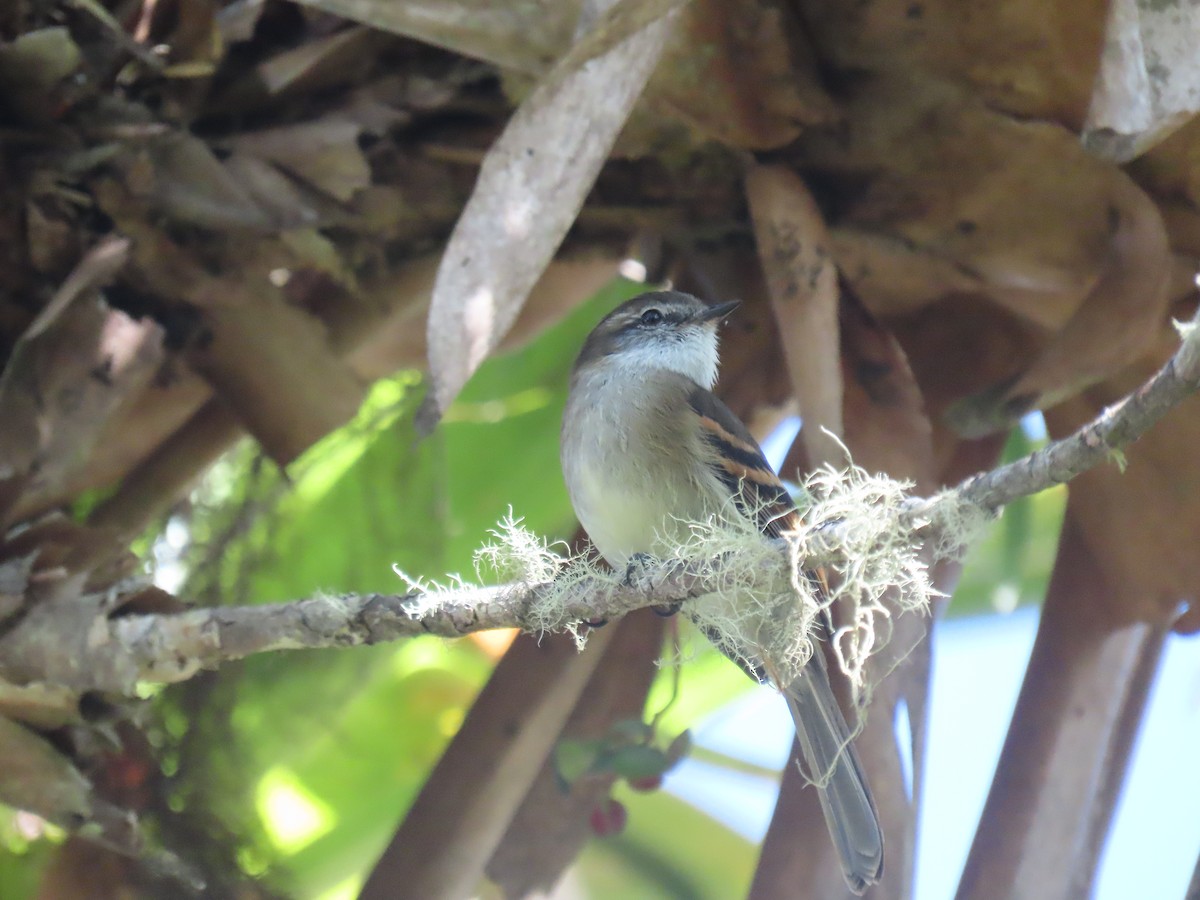White-throated Tyrannulet - ML396640651