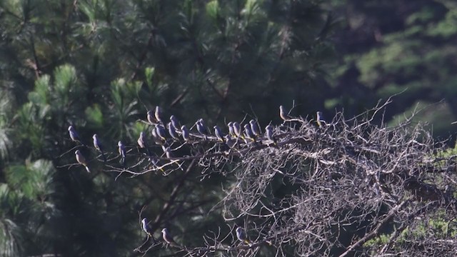 Gray Silky-flycatcher - ML396641831