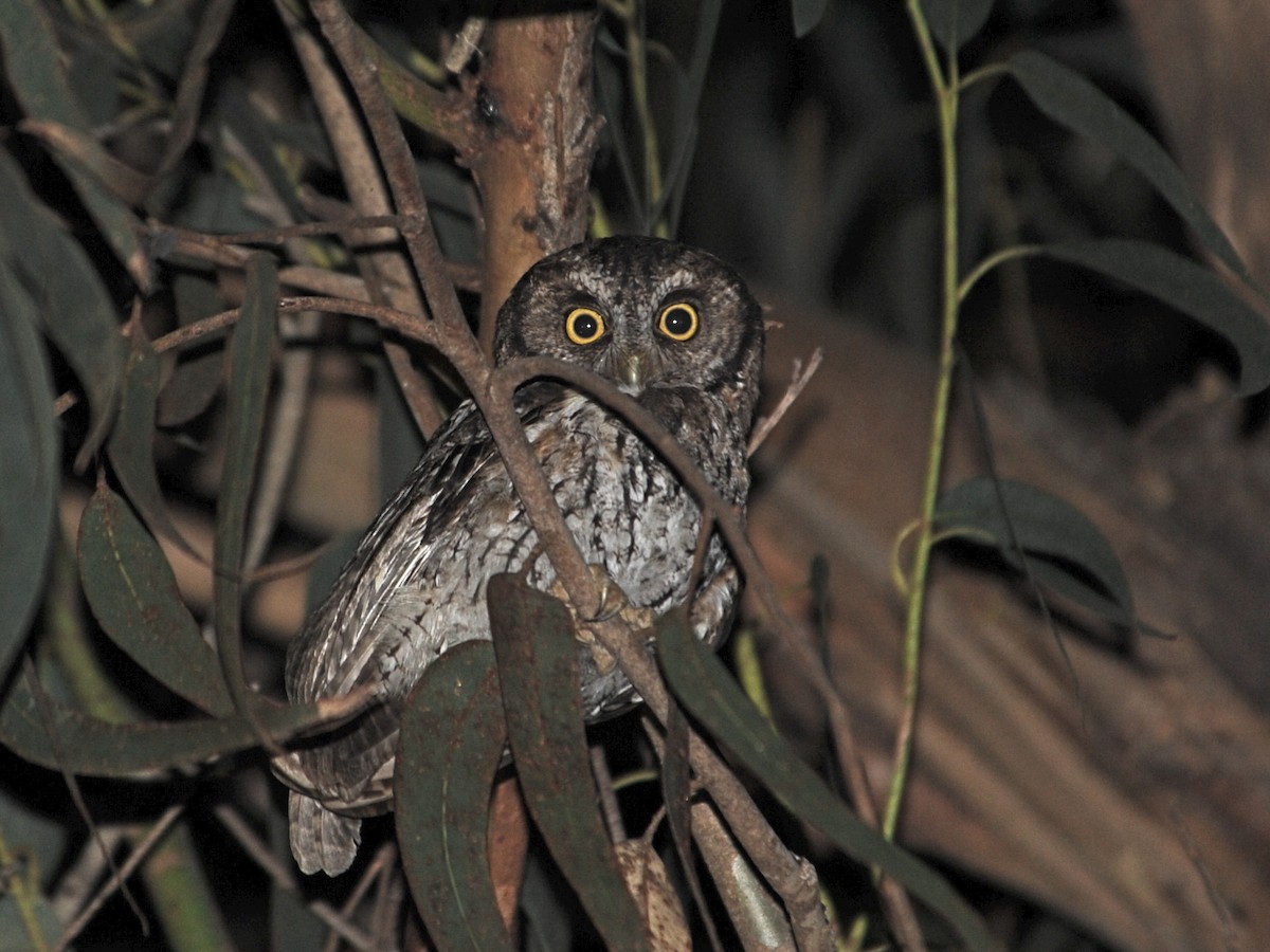 Koepcke's Screech-Owl - Alan Van Norman