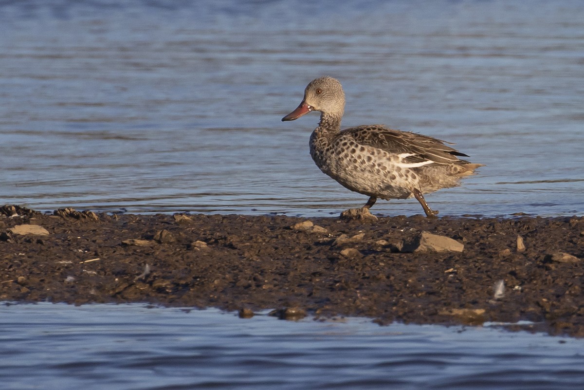 Cape Teal - ML396641931