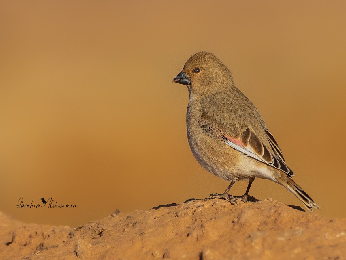 Camachuelo Desertícola - ML396643361