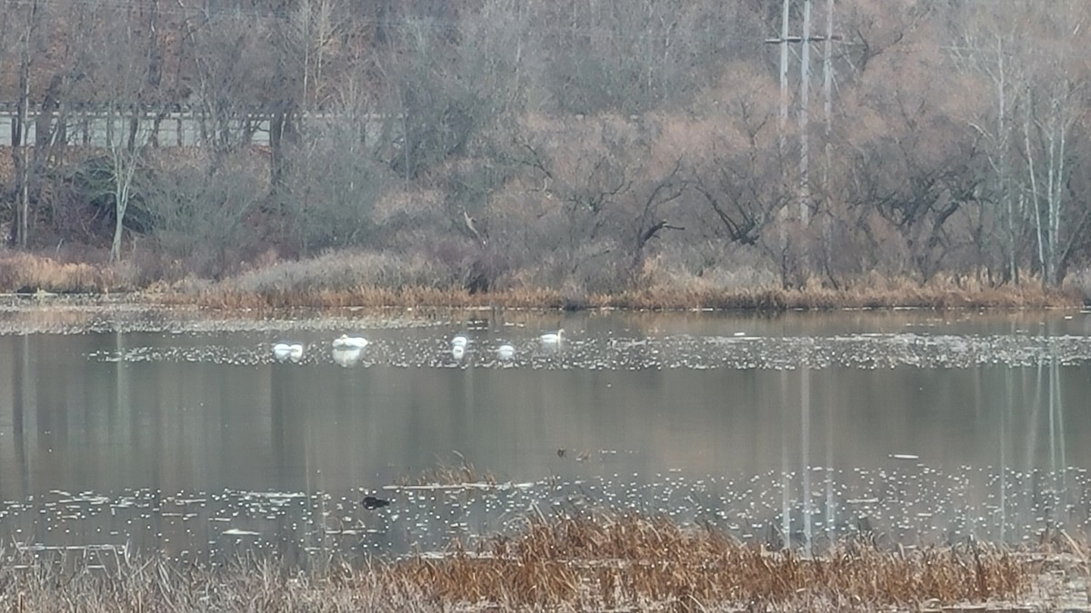 Trumpeter Swan - Lynette Spence