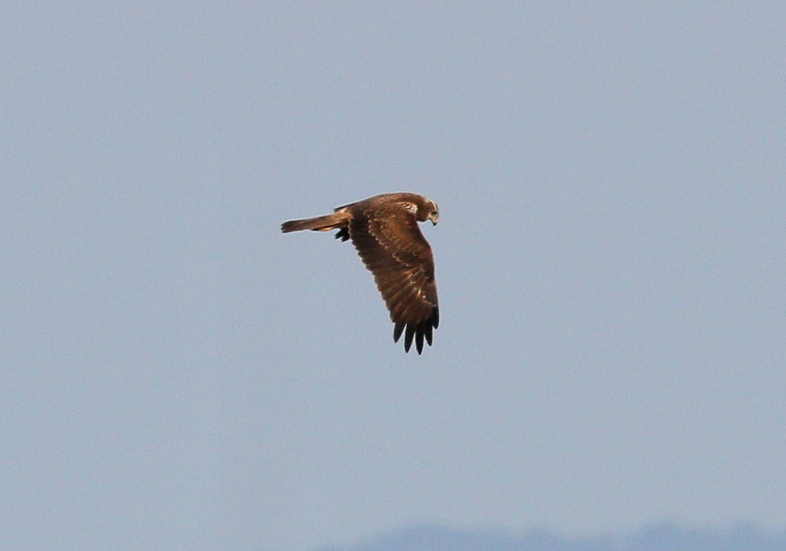 Eastern Marsh Harrier - Neoh Hor Kee