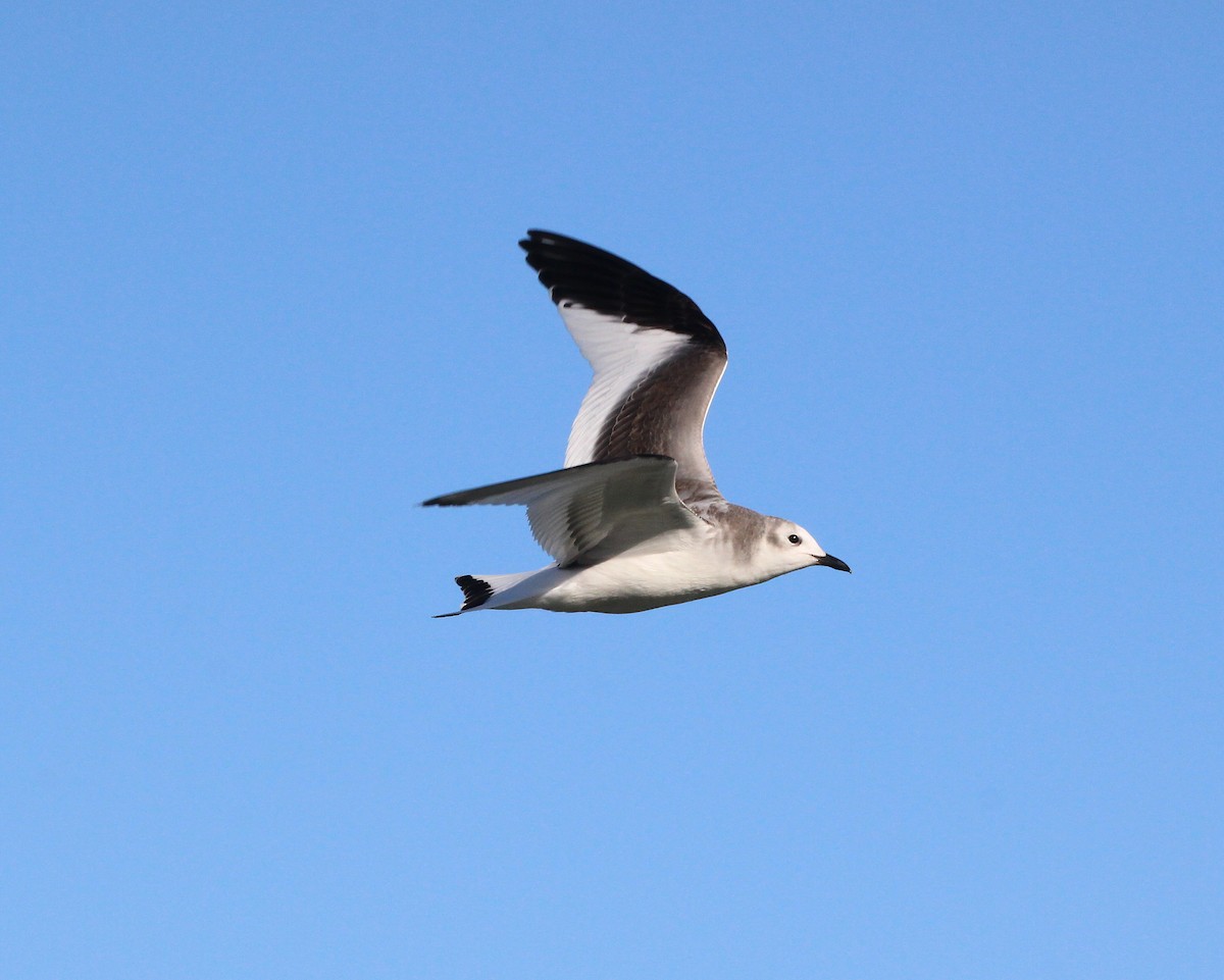 Sabine's Gull - Becky Harbison