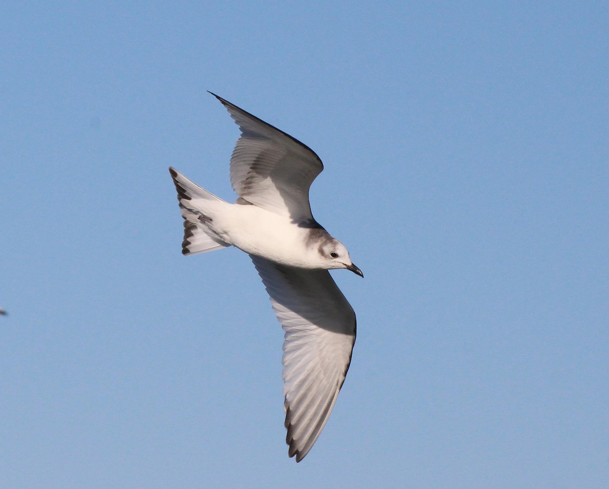 Sabine's Gull - Becky Harbison