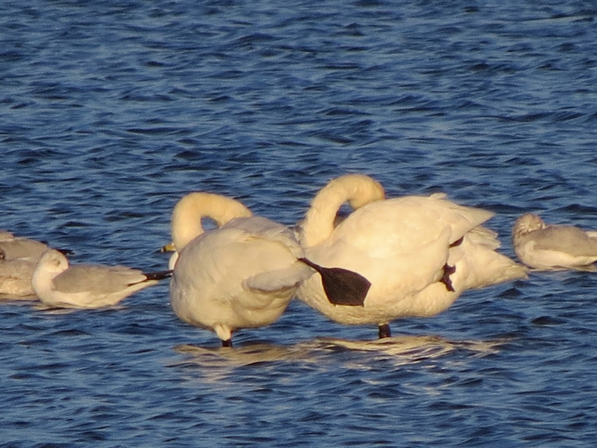 Tundra Swan - Tom Preston