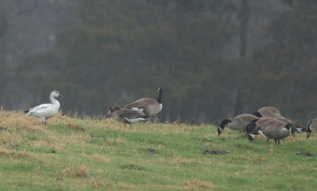 Snow Goose - ML396647461