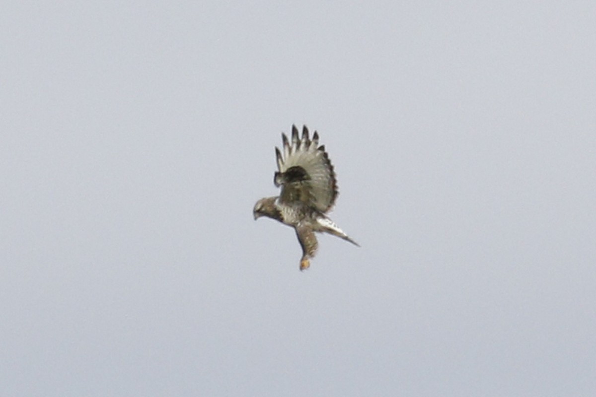 Rough-legged Hawk - ML39664801