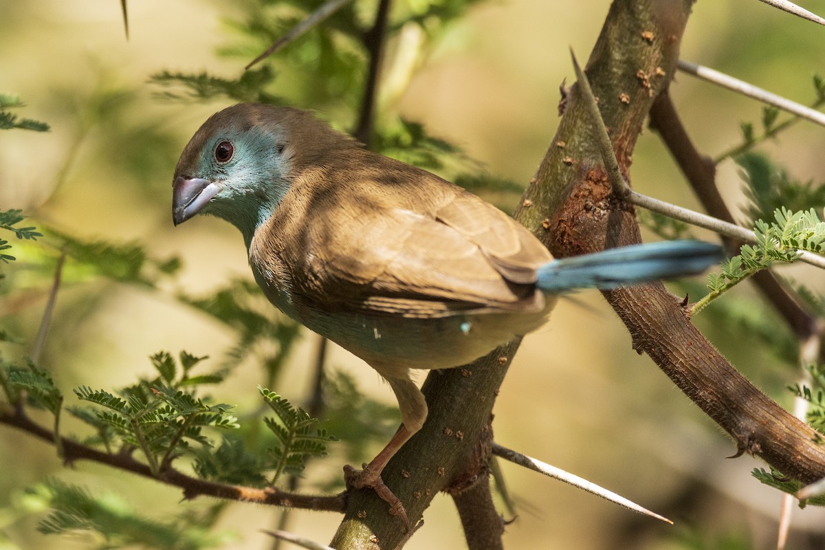 Azulito Angoleño - ML396648201