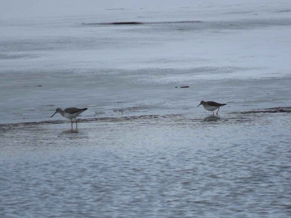 Lesser Yellowlegs - Bryant Olsen