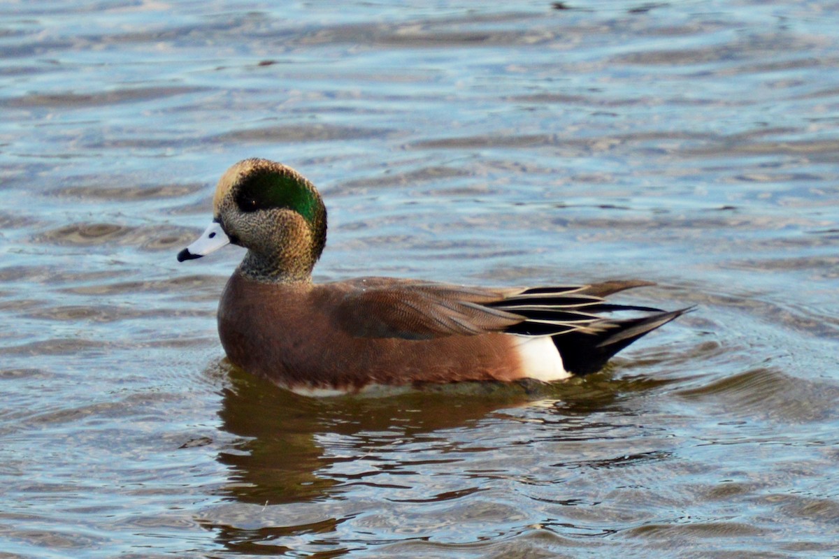 Canard d'Amérique - ML39664951