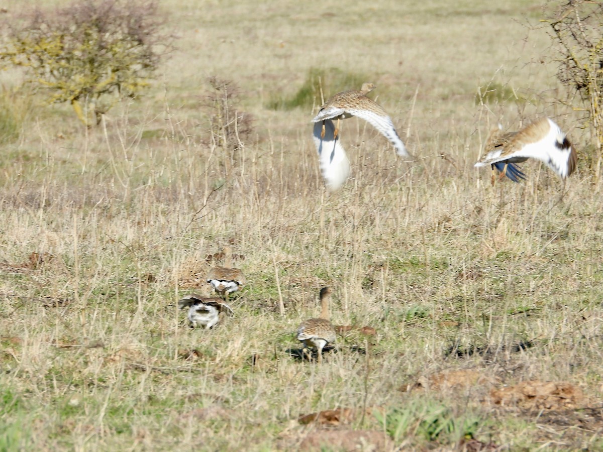 Little Bustard - ML396649901