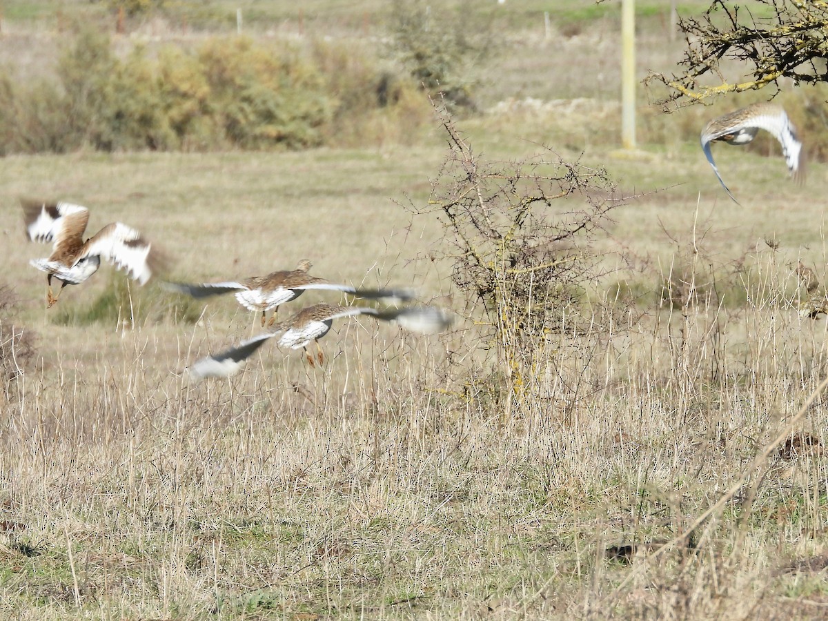 Little Bustard - ML396650351