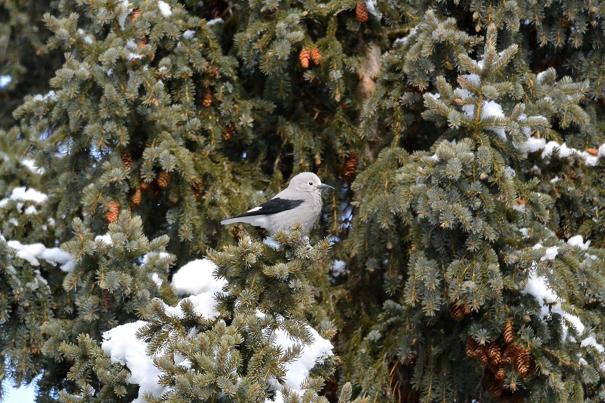 Clark's Nutcracker - ML396650731