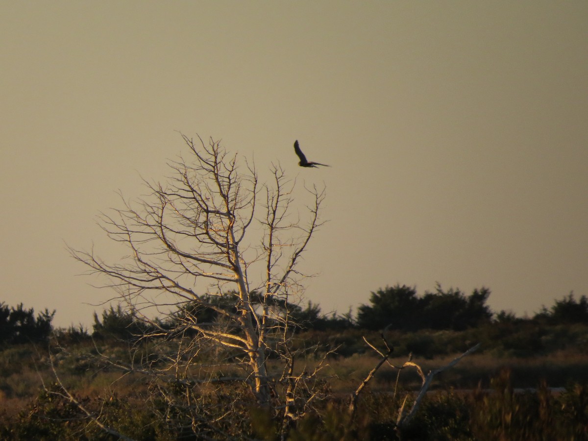 Northern Harrier - ML39665151