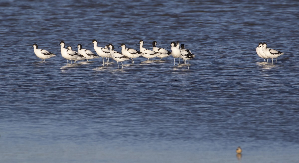 Pied Avocet - ML396651771