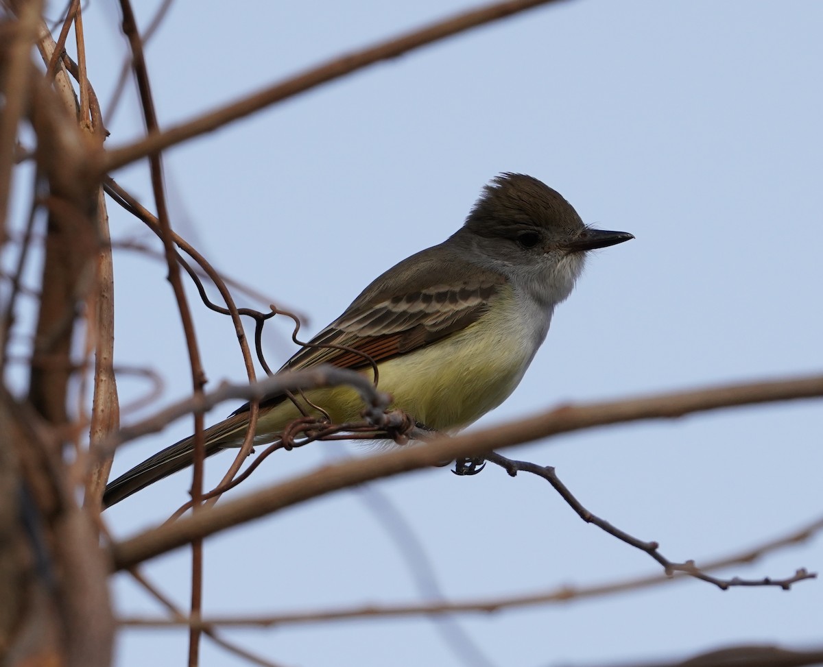 Ash-throated Flycatcher - ML396652581