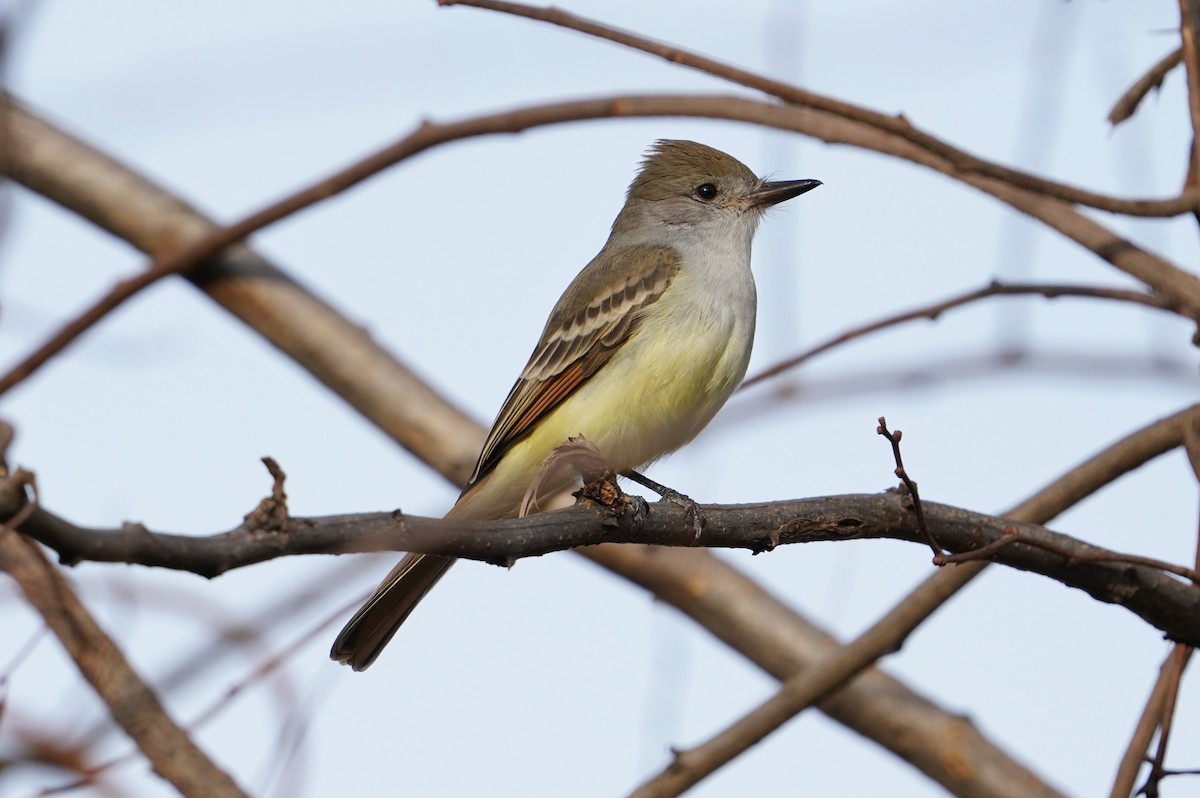 Ash-throated Flycatcher - ML396652591