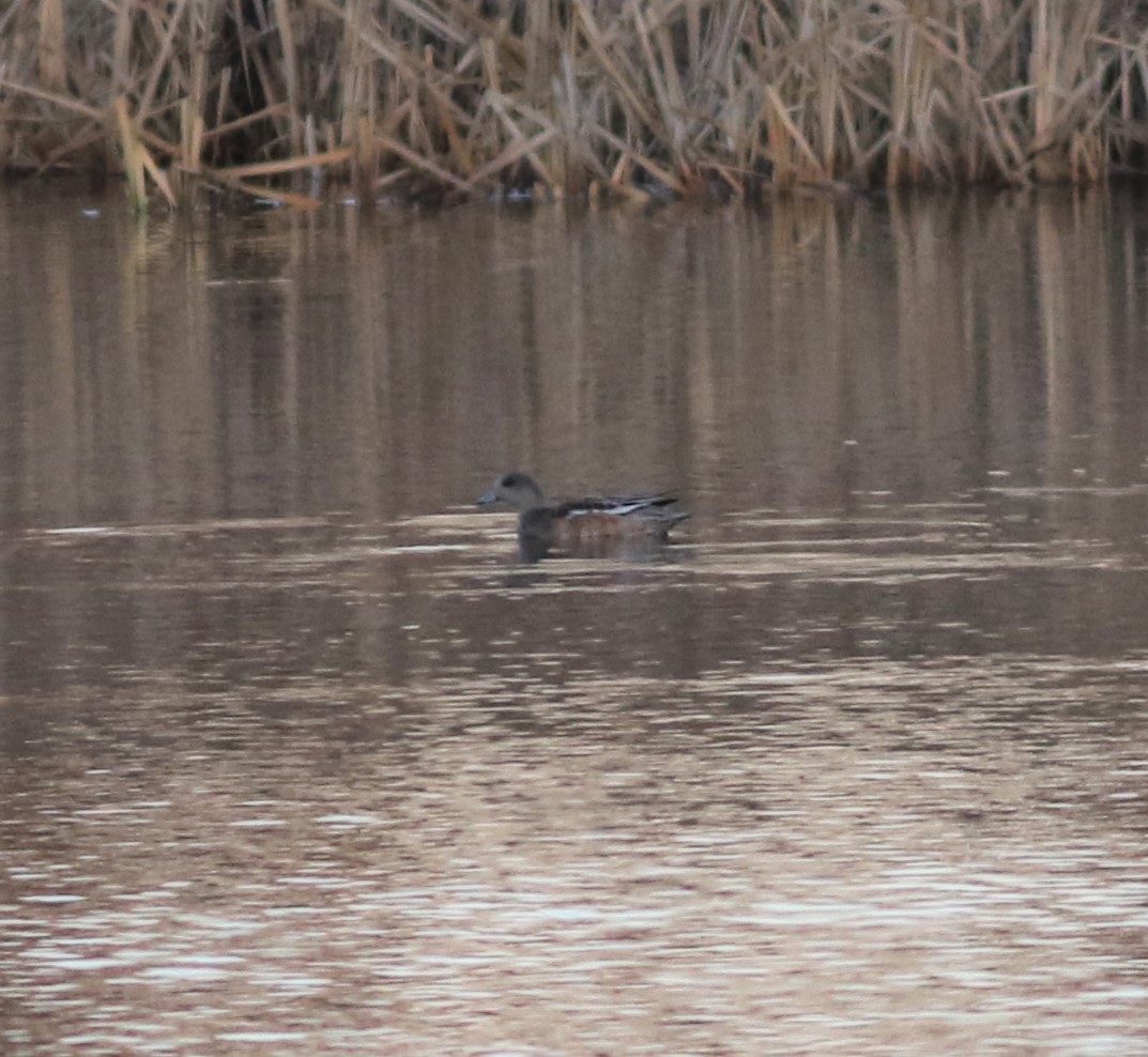 American Wigeon - ML396652721