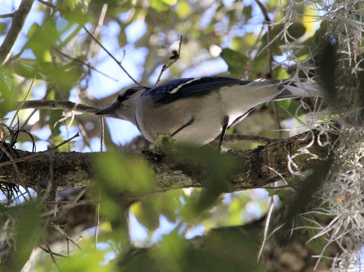 Blue Jay - Glenn Blaser