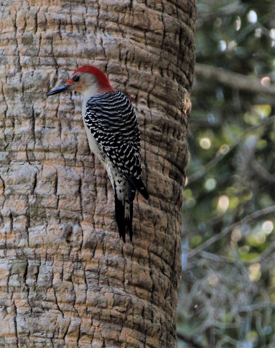 Red-bellied Woodpecker - ML396653371
