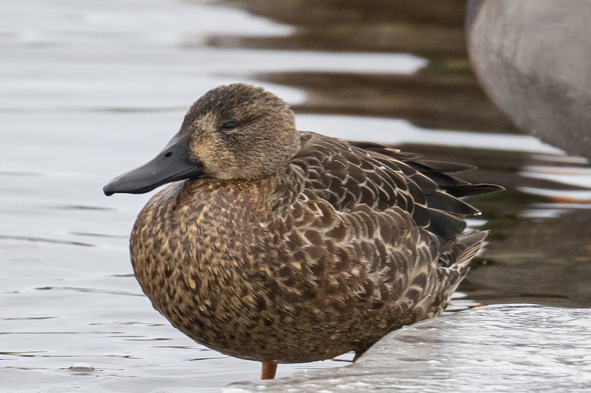 Blue-winged Teal - Frank King