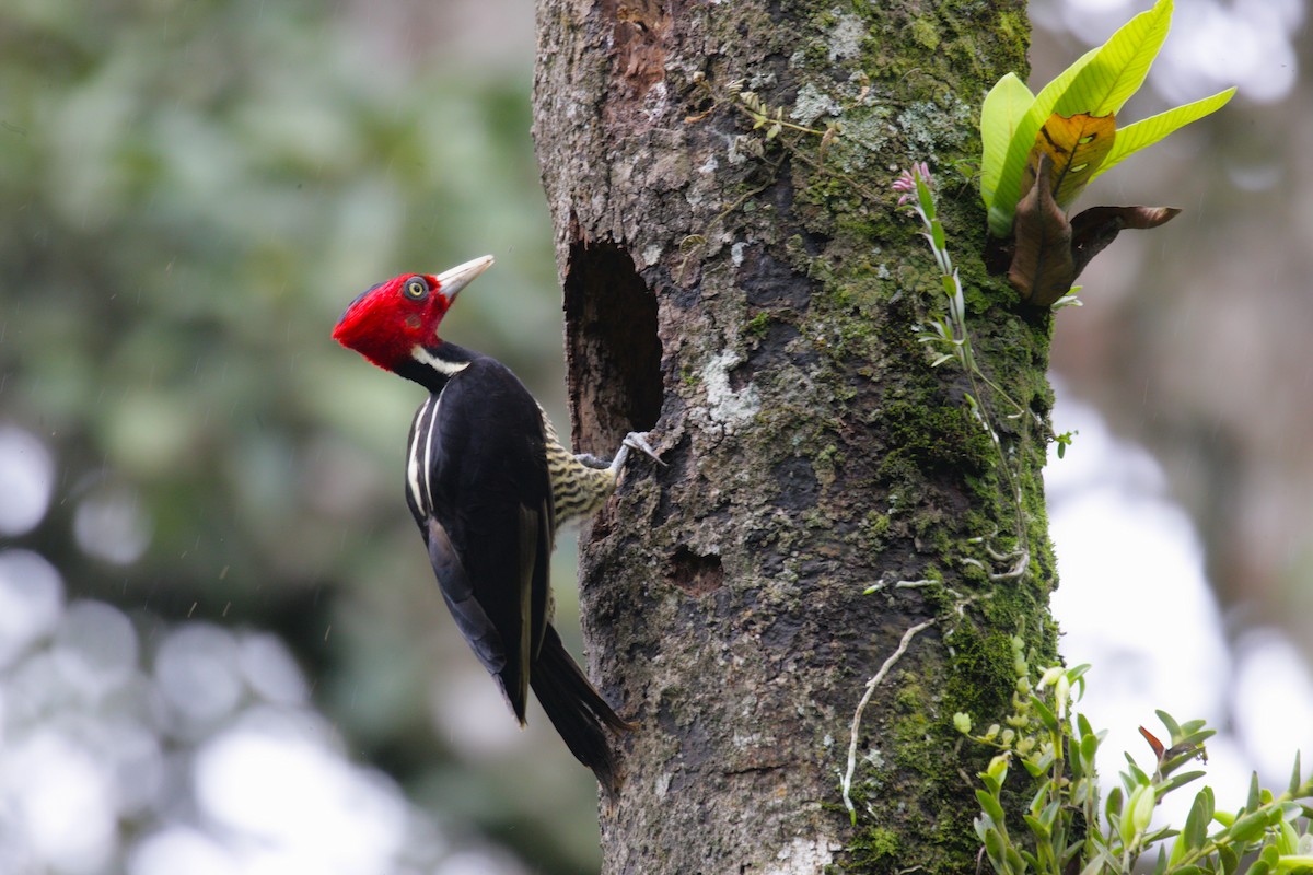 Pale-billed Woodpecker - renzo sturmo
