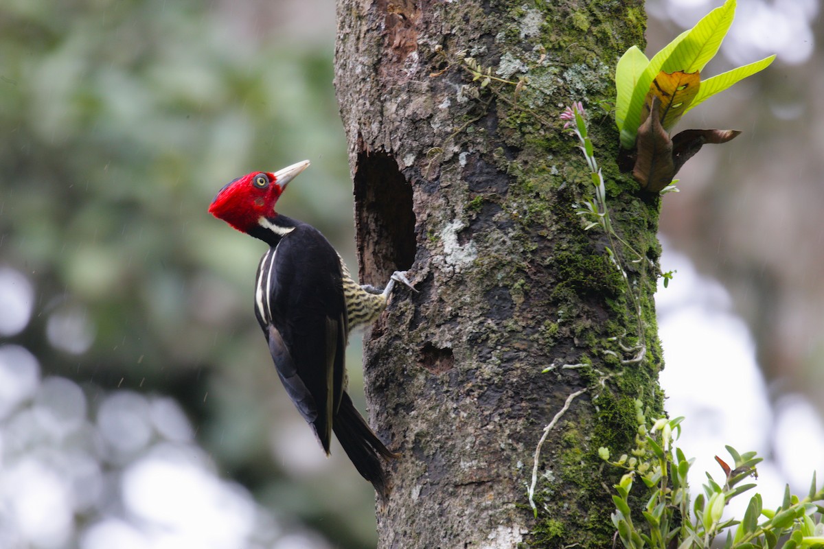 Pale-billed Woodpecker - ML39665681