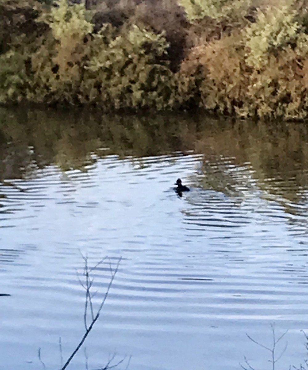 Hooded Merganser - Rob Denholtz