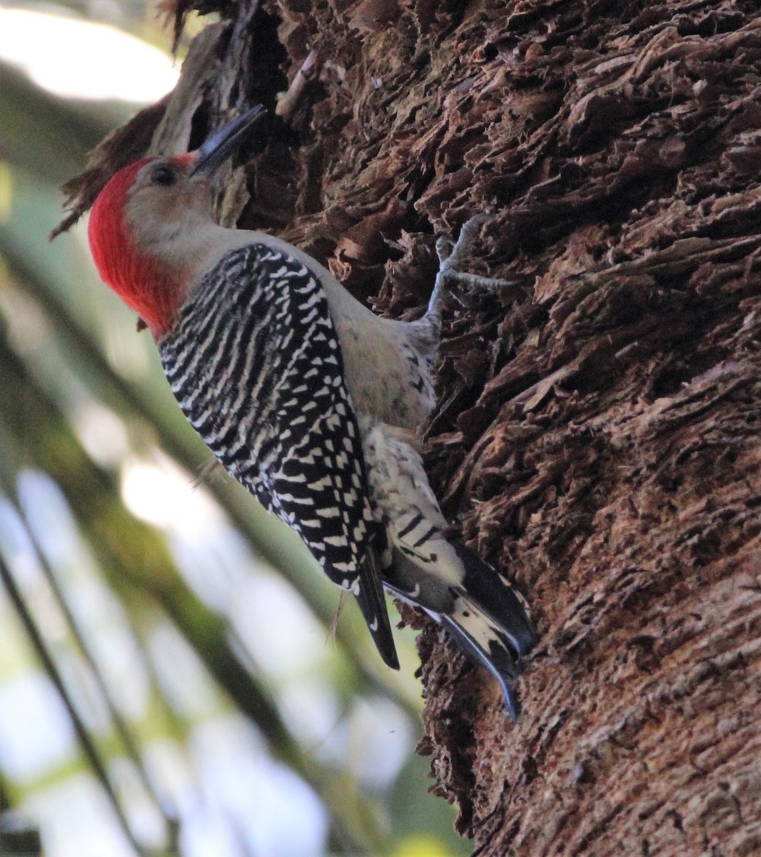 Red-bellied Woodpecker - ML396657401
