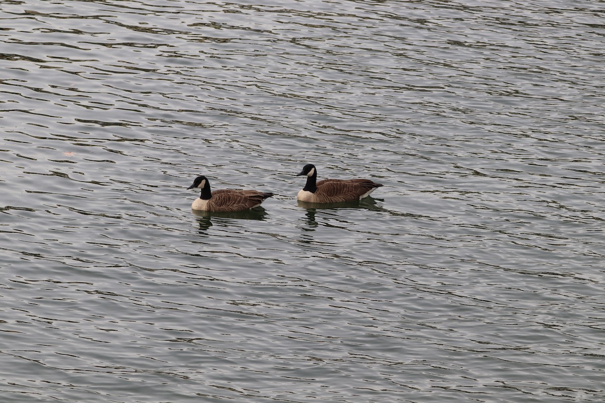 Canada Goose - ML396658091