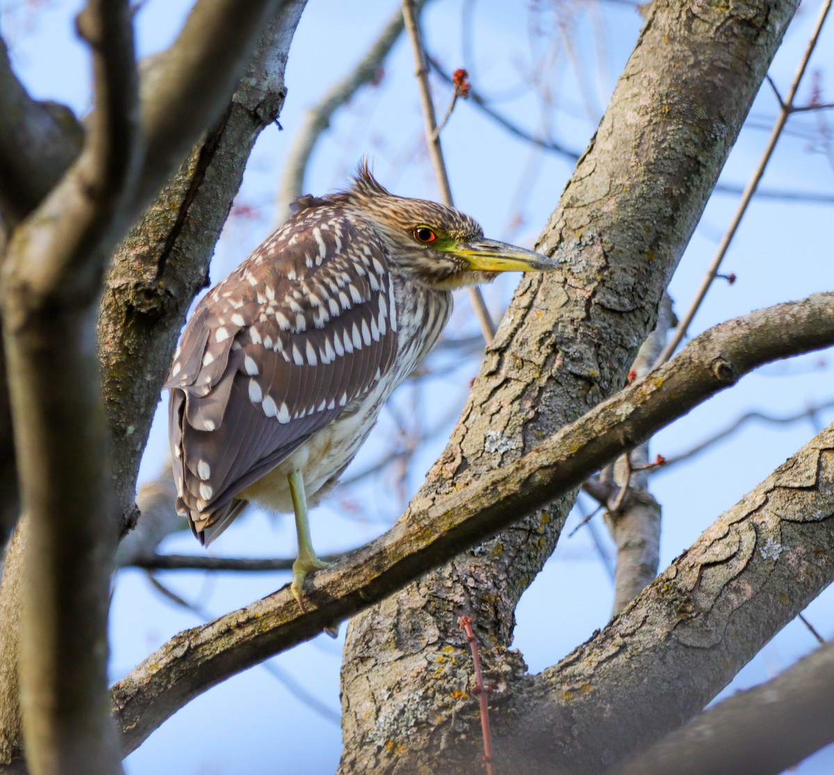 Black-crowned Night Heron - Lisa Bacon