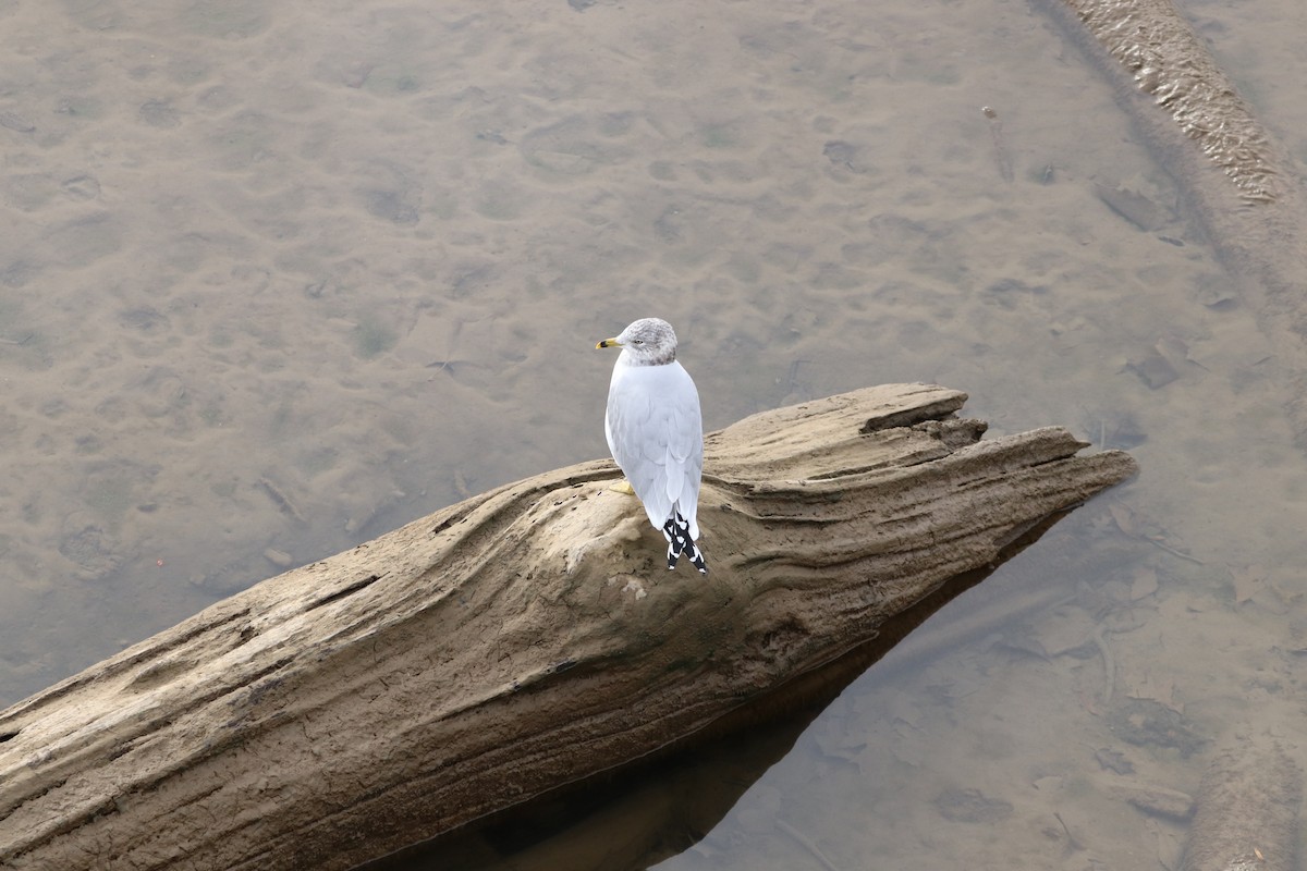 Ring-billed Gull - ML396658341