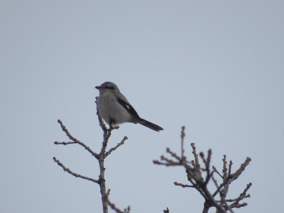 Northern Shrike (American) - Tate Putman