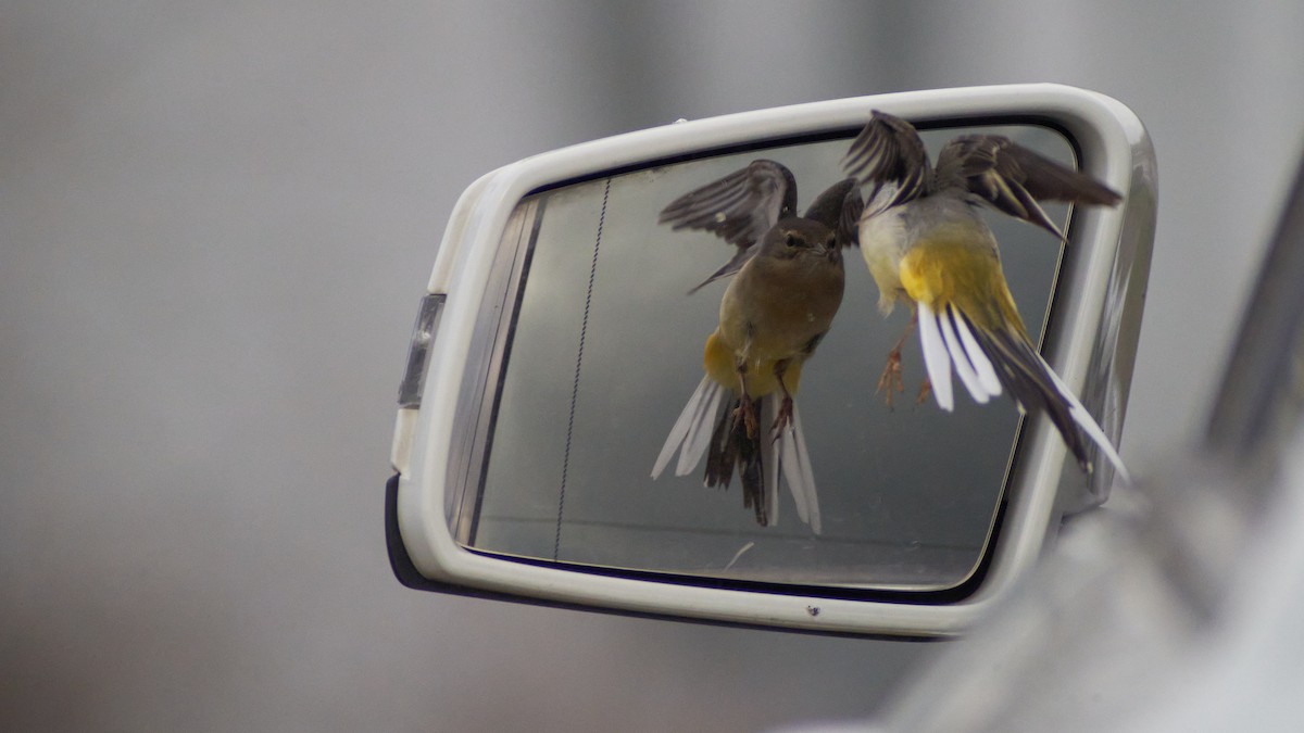Gray Wagtail - René Vierath