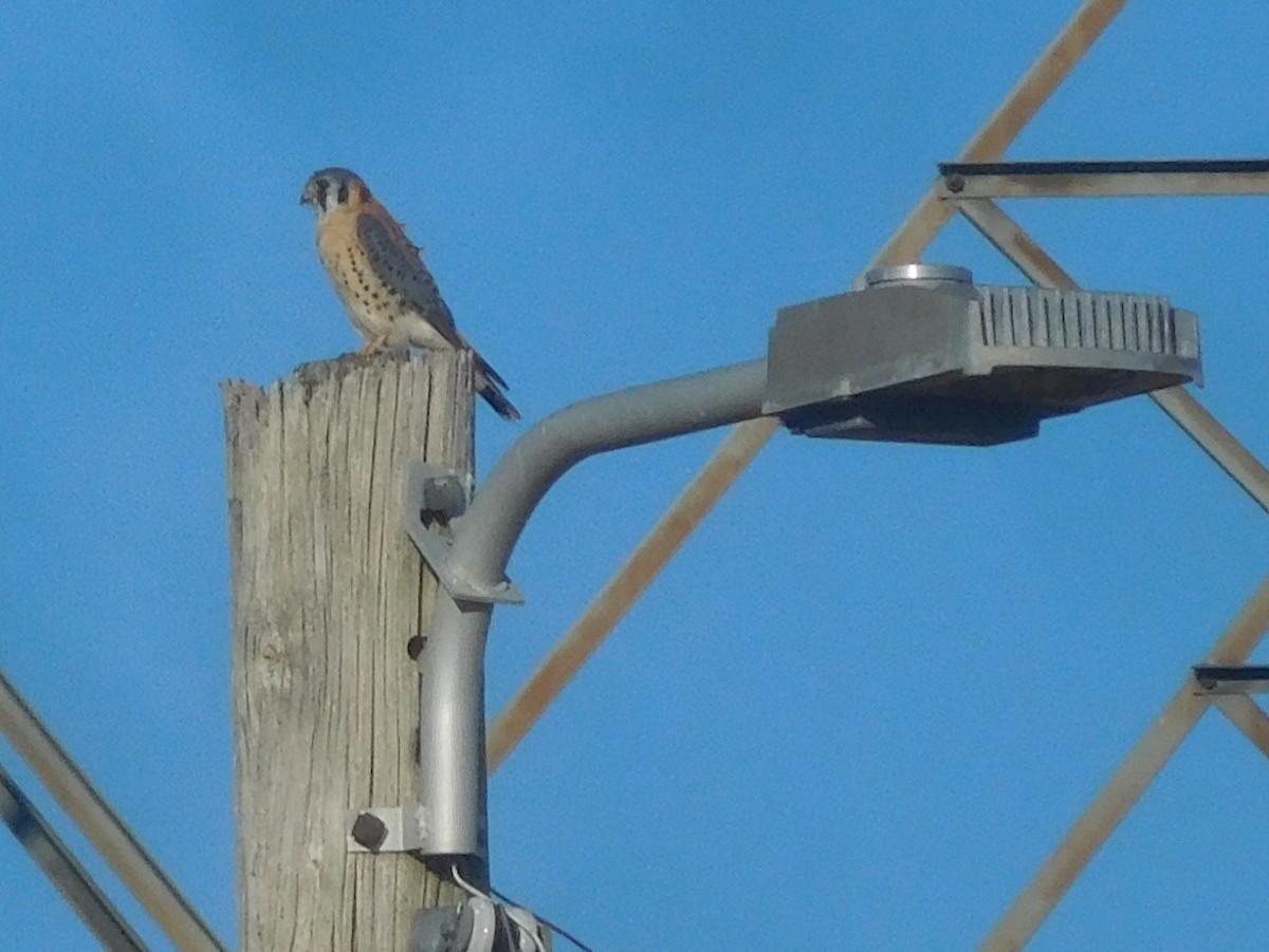 American Kestrel - ML396665591