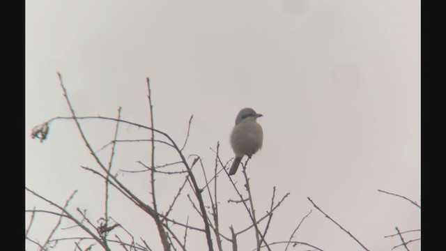 Северный сорокопут - ML396665691