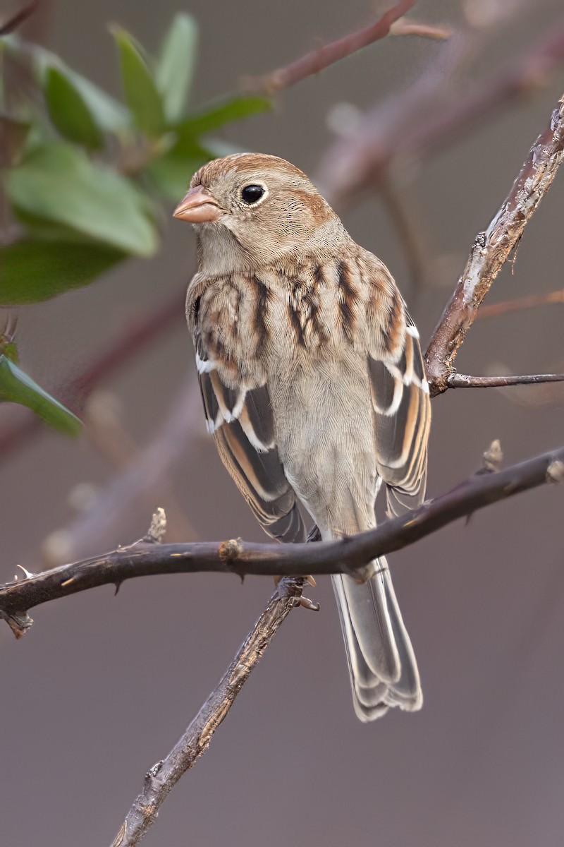 Field Sparrow - ML396667701