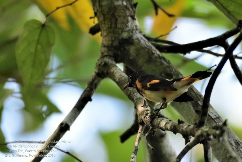 American Redstart - ML39666791