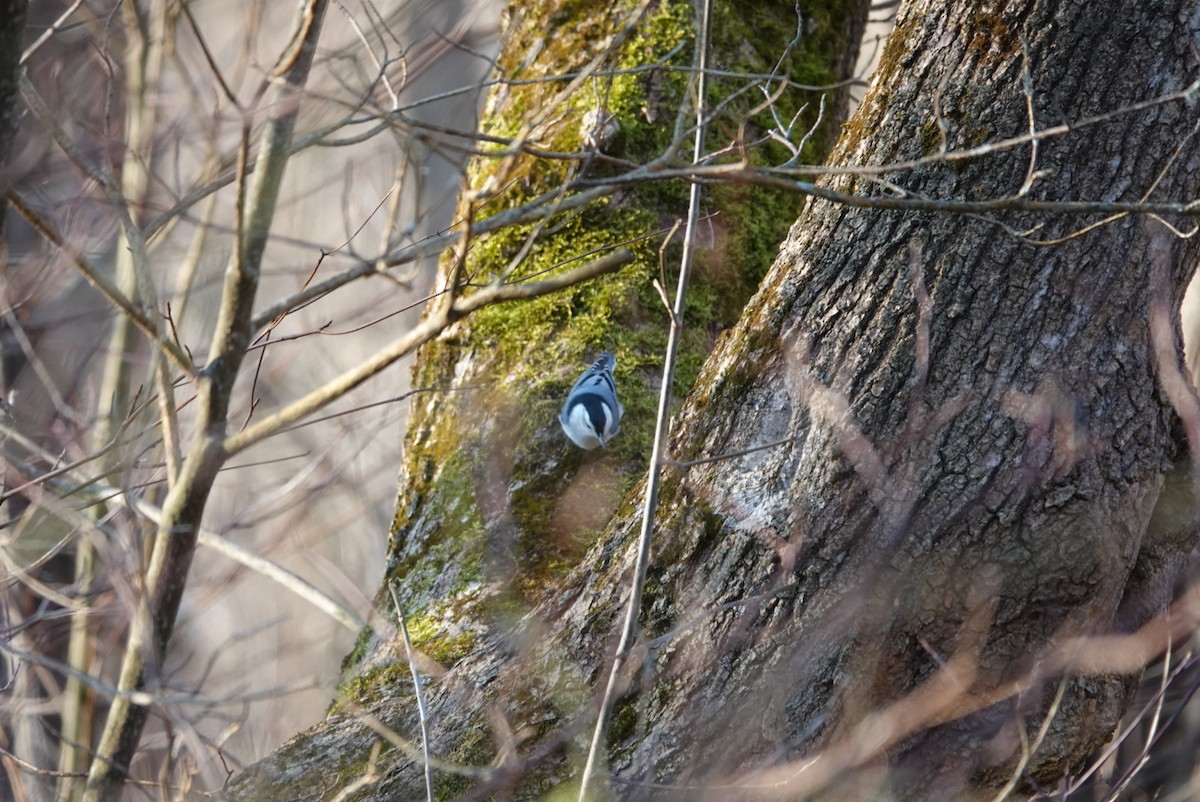 White-breasted Nuthatch - ML396668071