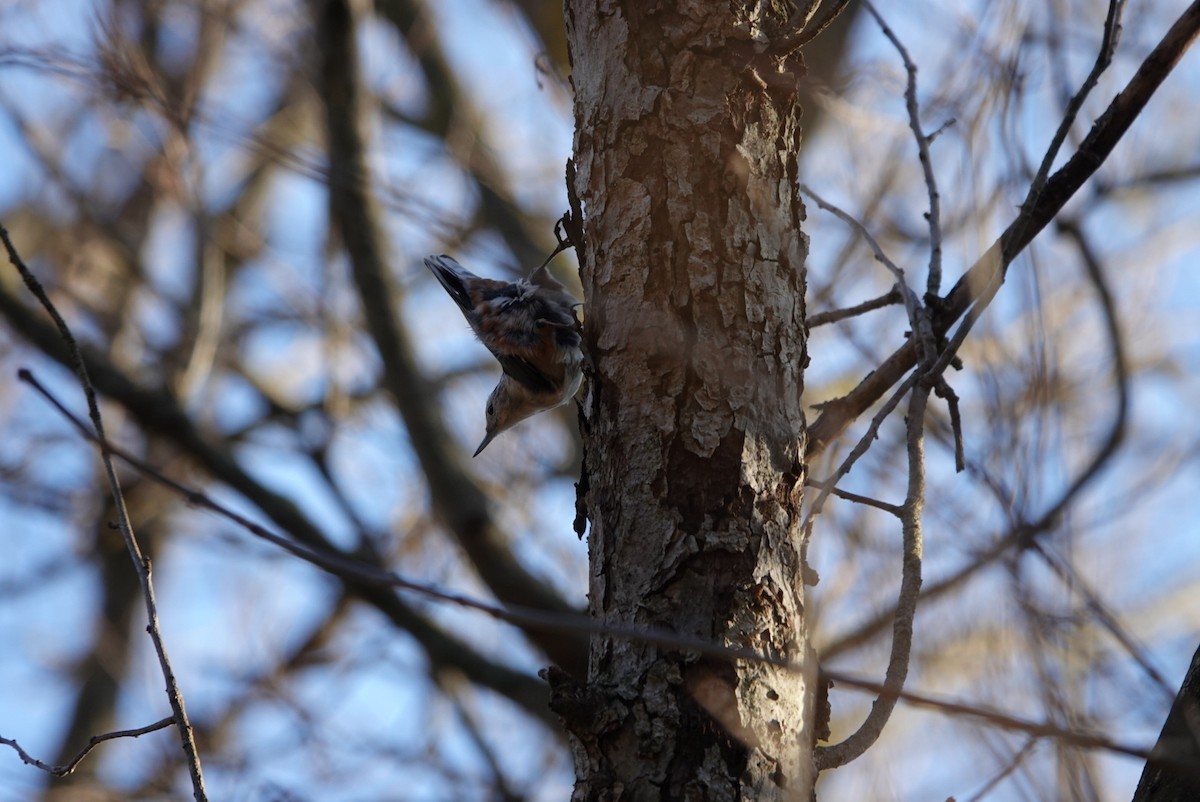 White-breasted Nuthatch - ML396668081