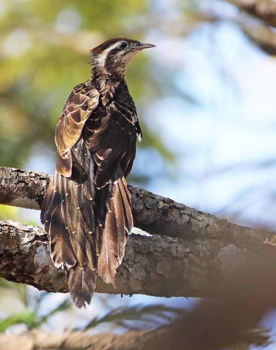 Pheasant Cuckoo - ML39666821