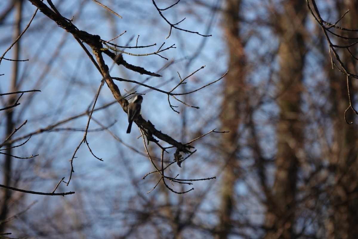 Black-capped Chickadee - ML396668351