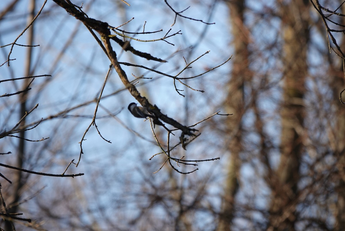 Black-capped Chickadee - ML396668361