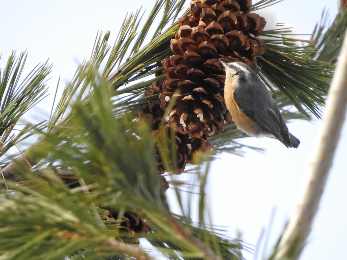 Red-breasted Nuthatch - ML396671301