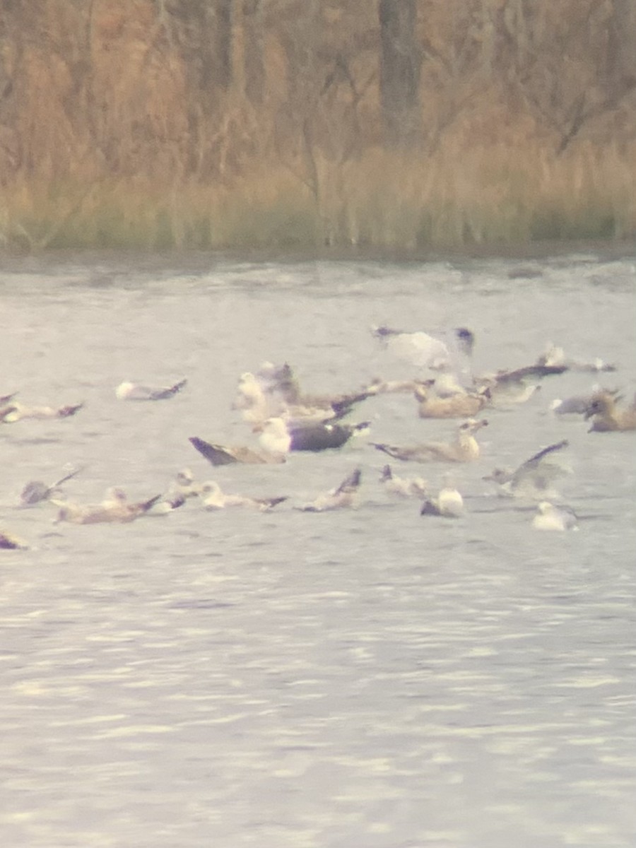 Great Black-backed Gull - ML396671851